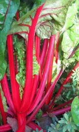 nasiona-rabarbar-05g-zimujacy-wieloletni-plantico-rabarbaru-408883