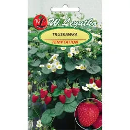 nasiona-truskawka-temptation-003-g