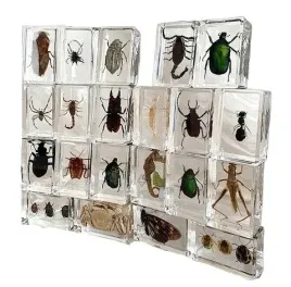 zestaw-owadow-w-zywicy-12-szt-nadaja-kolekcji-moga-sluzyc-rowniez-jako-deko