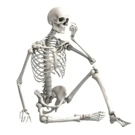 szkielet-czlowieka-model-90cm-kosciotrup-dekoracja-anatomiczny-model-edukac