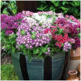 floks-gwiezdzisty-mix-toraf-kwiaty-na-rabaty-skalniaki-nasiona-05-g