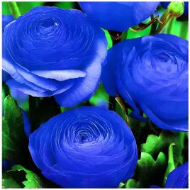 jaskier-ranunculus-niebieski-cebulki-5-szt-prezent
