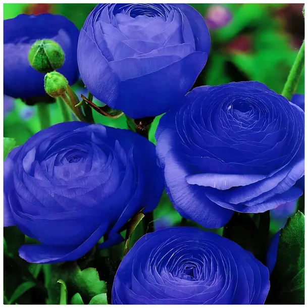 JASKIER Ranunculus Niebieski cebulki 5 szt. + PREZENT