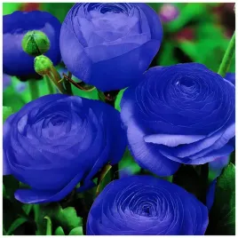 jaskier-ranunculus-niebieski-cebulki-5-szt-prezent