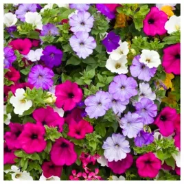 petunia-surfinia-zwisajaca-mix-kolorow-nasiona-kwiatow-roslin-ozdobnych