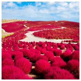 plonaca-trawa-mietelnik-kochia-zielona-pozniej-czerwona-nasiona-kwiatow