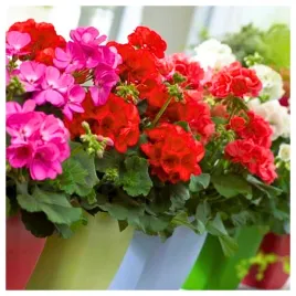 pelargonia-rabatowa-mieszanka-krakowiak-nasiona-kwiatow-roslin-ozdobnych