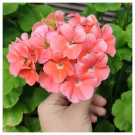 pelargonia-rabatowa-lososiowa-krakowiak-nasiona-kwiatow-roslin-ozdobnych