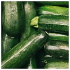 cukinia-dynia-astra-polka-plenna-odporna-odmiana-nasiona-warzyw