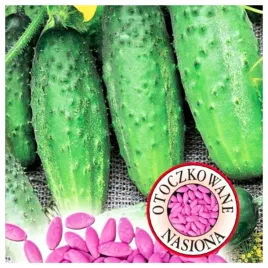 ogorek-gruntowy-sremski-f1-nasiona-otoczkowane-otoczka-nasiona-warzyw
