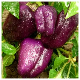 papryka-fioletowa-oda-wczesna-duzy-owoc-plenna-slodka-nasiona-warzyw