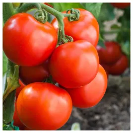 pomidor-czerwony-wysoki-krakus-znakomity-na-przetwory-nasiona-warzyw