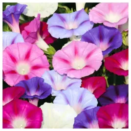 wilec-powoj-mieszanka-pnacze-nasiona-kwiatow-roslin-ozdobnych