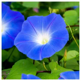 niebianskie-pnacze-wilec-powoj-niebieski-nasiona-kwiatow-roslin-ozdobnych