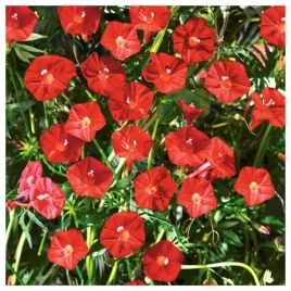 wilec-powoj-czerwony-pnacze-nasiona-kwiatow-roslin-ozdobnych