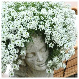 smagliczka-biala-pachnaca-nasiona-kwiatow