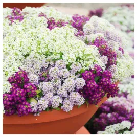 smagliczka-nadmorska-mieszanka-nasiona-kwiatow