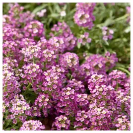 smagliczka-rozowa-pachnaca-nasiona-kwiatow