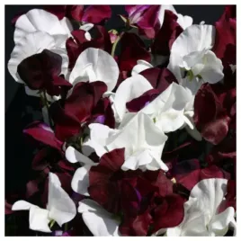 groszek-pachnacy-pnacy-pnacze-bialy-ciemnobordowy-nasiona-kwiatow-ozdobnych