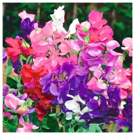 groszek-pachnacy-pnacze-pnacy-mix-mieszanka-kolorow-duze-opakowanie-nasiona