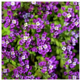 smagliczka-nadmorska-fioletowa-pachnace-kwiaty