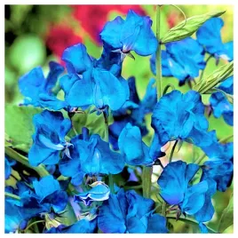 groszek-pachnacy-pnacy-pnacze-niebieski-nasiona-kwiatow