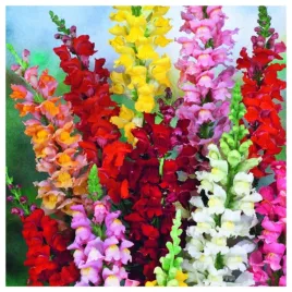 lwia-paszcza-wysoka-mieszanka-kolorow-mix-nasiona-rosliny-ozdobne