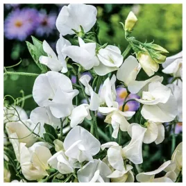 groszek-pachnacy-pnacy-pnacze-bialy-piekne-kwiaty-nasiona