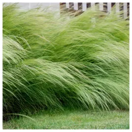 ostnica-mocna-stipa-pony-tails-falujaca-trawa-ozdobna-nasiona