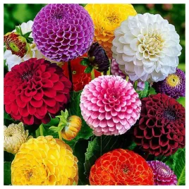 dalia-zmienna-pomponowa-mix-pelne-kwiaty-nasiona-kwiatow-roslin-ozdobnych