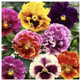 bratek-rococo-pofalowane-kwiaty-nasiona-roslin-ozdobnych