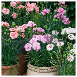 gozdzik-ogrodowy-pelne-piekne-kwiaty-wieloletni-nasiona-kwiatow-roslin