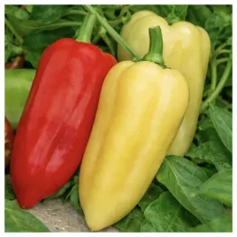 papryka-mira-wczesna-kremowa-do-czerwonej-duzy-owoc-nasiona-p-pl314-32-83-p