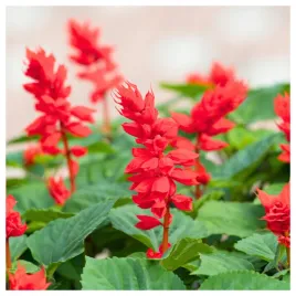 szalwia-blyszczaca-czerwona-intensywny-kolor-nasiona-kwiatow