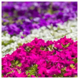 petunia-ogrodowa-niska-mieszanka-kolorow-nasiona