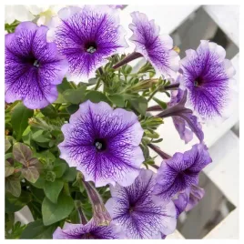 petunia-ogrodowa-zwarta-tecza-o-pachnacych-kwiatach-nasiona-kwiatow