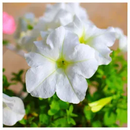 petunia-ogrodowa-koronkowy-welon-o-duzych-kwiatach-nasiona-kwiatow