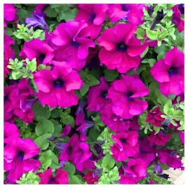 petunia-surfinia-kaskadowa-zwisajaca-rubina-f2-purpurowofioletowa-nasiona