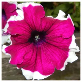 petunia-ogrodowa-iluzja-rozowa-z-biala-obwodka-nasiona-kwiatow