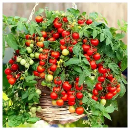 pomidor-koktajlowy-karlowy-bajaja-cherry-idealny-do-donic-nasiona-warzywa