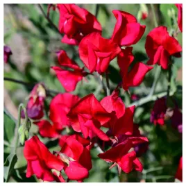 groszek-pachnacy-pnacy-pnacze-czerwony-piekne-kwiaty-nasiona