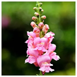 lwia-paszcza-wysoka-rozowa-nasiona-kwiatow