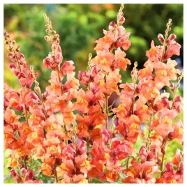 lwia-paszcza-wysoka-pomaranczowa-nasiona-kwiatow