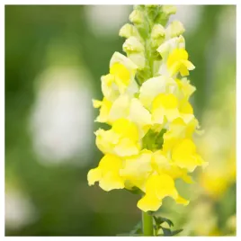 lwia-paszcza-wysoka-zolta-nasiona-kwiatow