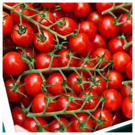 pomidor-gruntowy-koktajlowy-sweetbaby-wysoki-typ-cherry-nasiona-warzyw