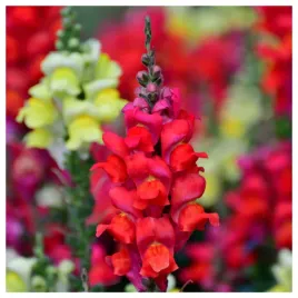 lwia-paszcza-wysoka-czerwona-nasiona-kwiatow