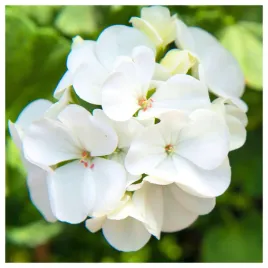 pelargonia-rabatowa-biala-krakowiak-nasiona-na-balkon-i-taras-wysoka-jakosc