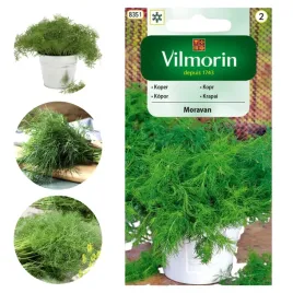 koper-ogrodowy-wielkorotny-zbior-moravan-intensywny-zapach-plenny-nasiona