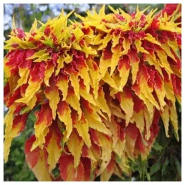 szarlat-trojbarwny-piekne-kolorowe-liscie-nasiona