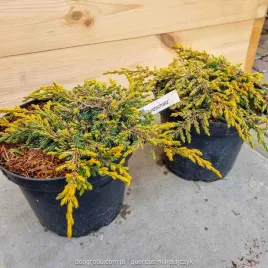 jalowiec-plozacy-goldschatz-gold-realne-zdjecia